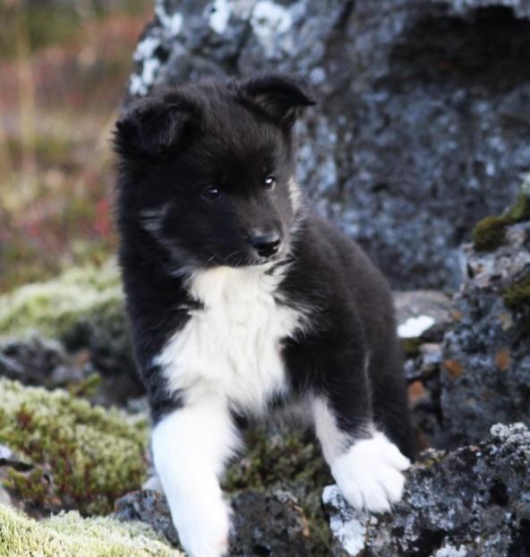 Snætinda Surtla | Icelandic Sheepdog 