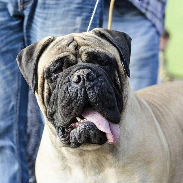 Malina Strzalka Amber Dream | Bullmastiff 