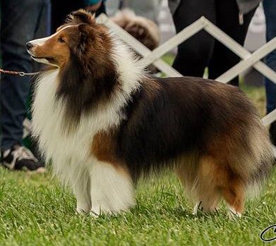 Paray's Paddignton | Shetland Sheepdog 