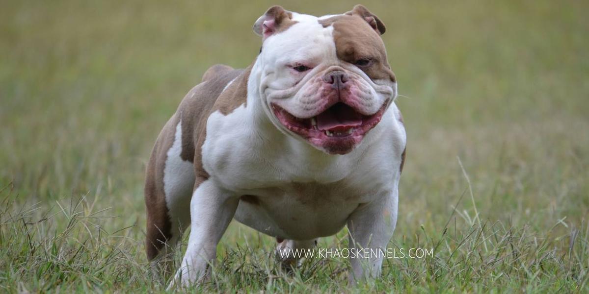 KHAOS' DOUBLE TAKE | Olde English Bulldogge 