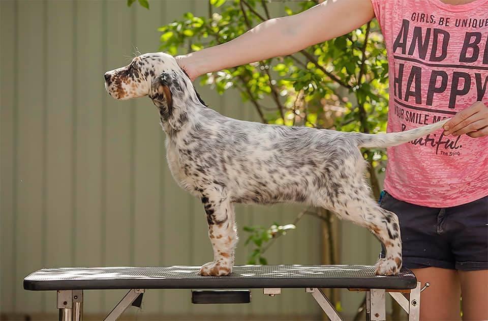Lucksheray Winged  Legend “Style” | English Setter  Lucksheray Winged  Legend “Style” | English Setter