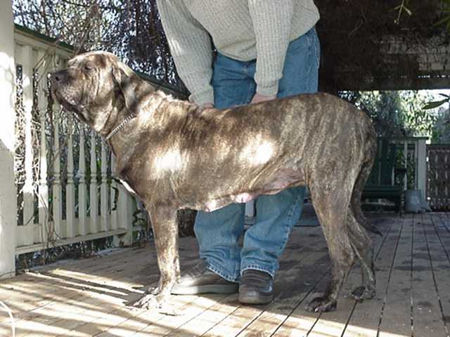 31 REEBA III DO ESHABETA II | Fila Brasileiro 