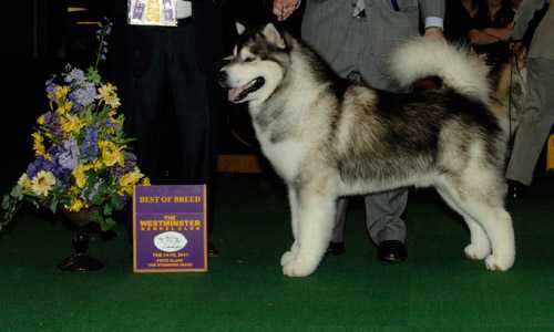 Catanyas Latin Lover | Alaskan Malamute 