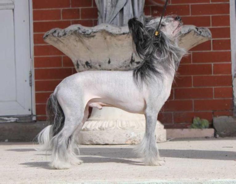 Mauvais Born This Way v Mocean | Chinese Crested 