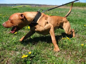 REZANOWICZ' BIG BOY (ALI) | American Pit Bull Terrier 