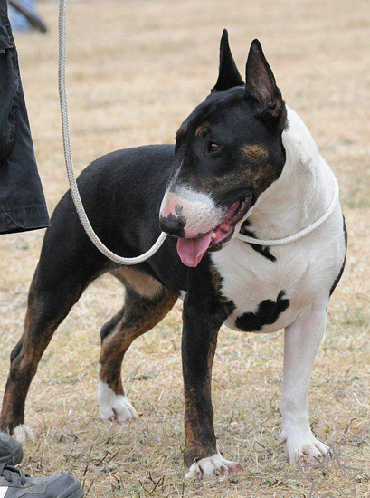 Trick Or Treat Dreaming Jewel | Bull Terrier 