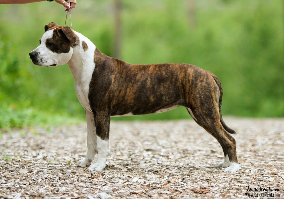 Royaltybolt Now Let´s Party With Diamonds | American Staffordshire Terrier 