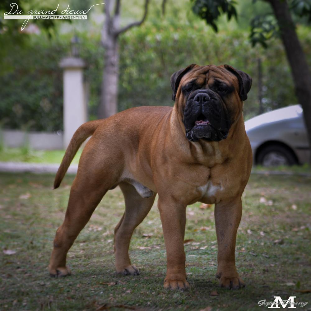 Du Grand Dieux Macorix | Bullmastiff 