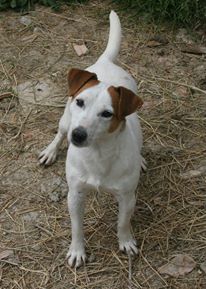 PRUE | Jack Russell Terrier 