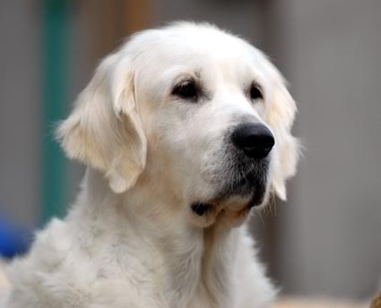 Swanavly Silver Jade | Golden Retriever 