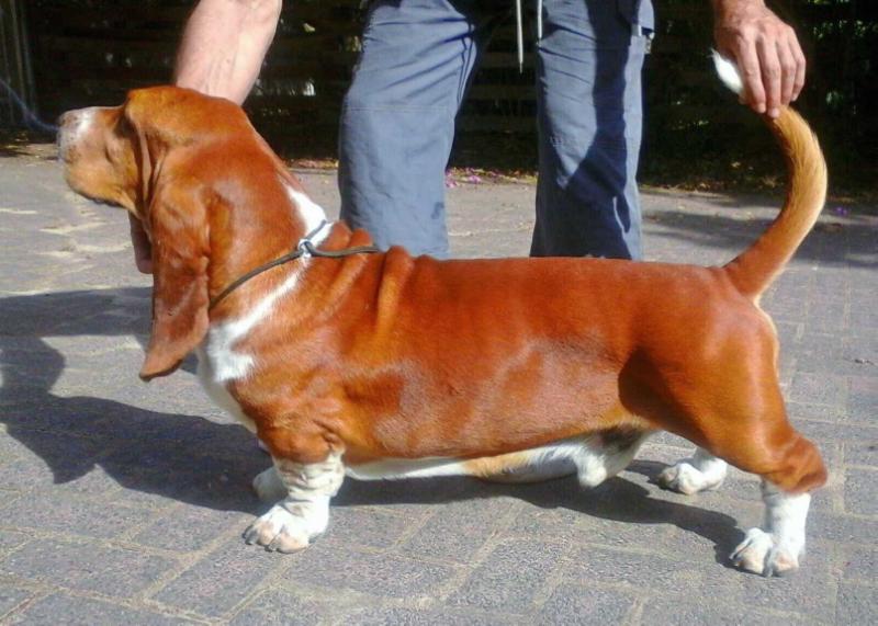 Stormwave Istavan of Tidalwaves | Basset Hound 