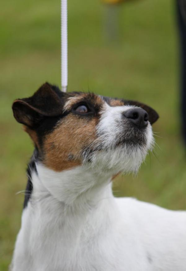 Danaé des Perles du Désert | Jack Russell Terrier 