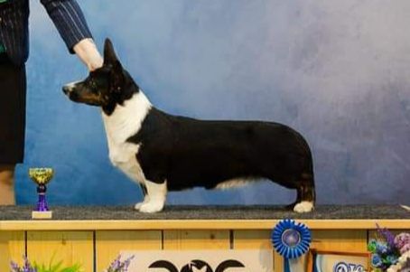 Loyal Ally Janin | Cardigan Welsh Corgi 