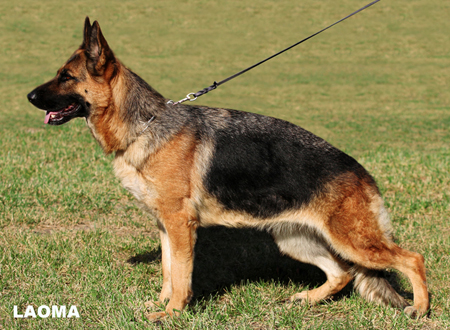 Yuki von Haus Yü | German Shepherd Dog 