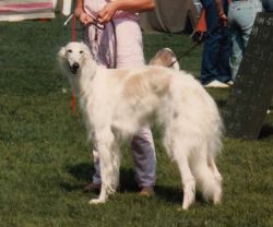 Kalinka vom Bergedorf | Borzoi 