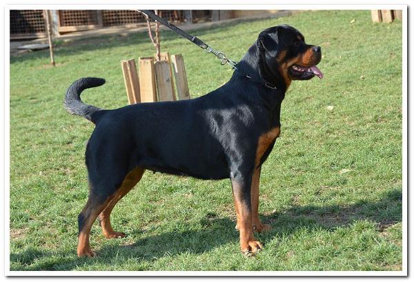 Hanna von Hause Kigen | Rottweiler 