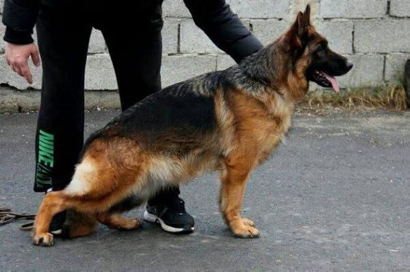 Urma Feetback | German Shepherd Dog 