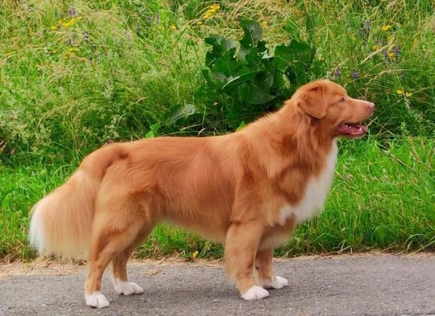 Breaking Rules Di Casa Toller | Nova Scotia Duck Tolling Retriever 