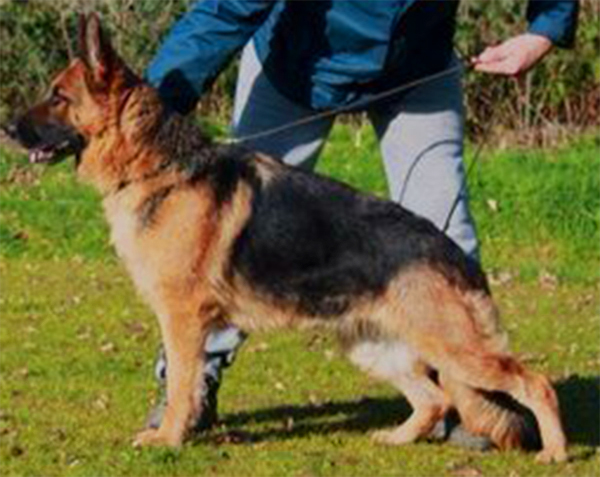 Belea van Noort | German Shepherd Dog 