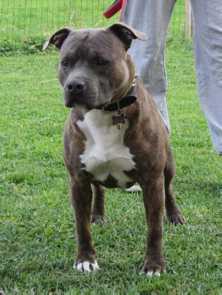 Red Rock Principe Milito | American Staffordshire Terrier 