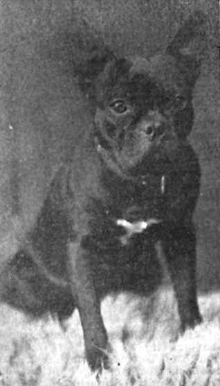 R.C. Hayes Louis (083176) | French Bulldog 