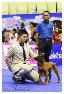 Doggy World Amata Nakorn | Thai Ridgeback 