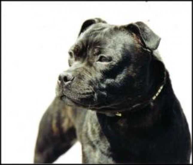 Lackyle Solas Na Gealai | Staffordshire Bull Terrier 