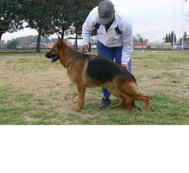 Quba vom leben | German Shepherd Dog 