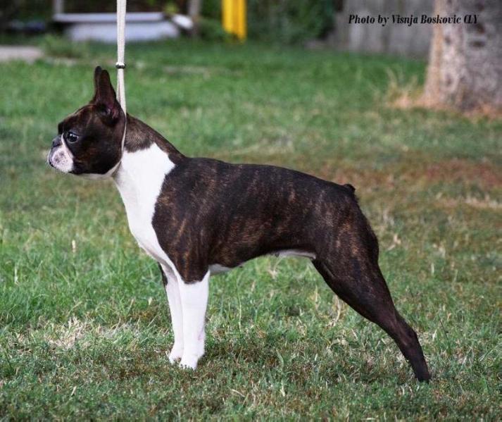 Heartily Fast &amp; Furious | Boston Terrier 