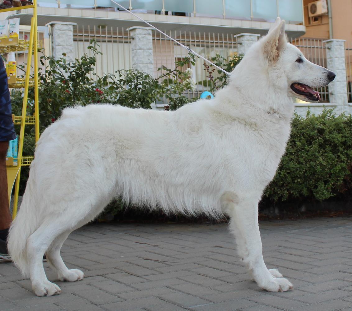 LADY ICY VOM HOUSE SAVACIUM | White Swiss Shepherd Dog 