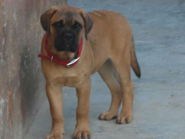 Caneguardiano Knight Of Cydonia | Bullmastiff 