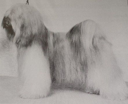 SU-KHYI KANG RIMPOCHE | Tibetan Terrier 