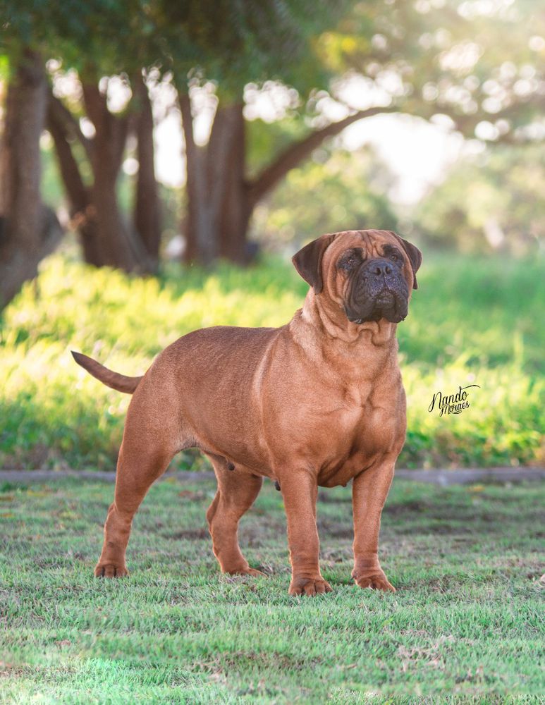 Eashik's Belinha | Bullmastiff 