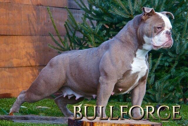 Undercitybulls Tiana | Olde English Bulldogge 