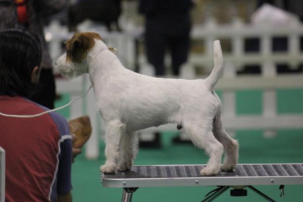 Jack 'R Us Sweet Fairy Tale Bad Boy | Jack Russell Terrier 