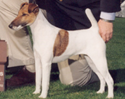 Mansevale Madeira My Dear | Smooth Fox Terrier 