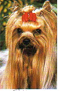 PARDAILLAN DE LA PAM'POMMERAIE | Yorkshire Terrier 