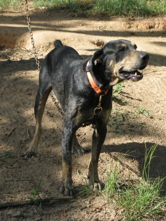 Tuska Homma's Blackjack | Catahoula Leopard Dog 