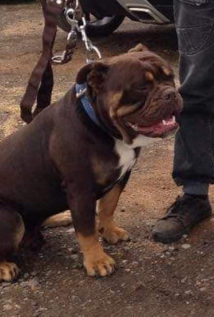 Redbull's King Kong | Olde English Bulldogge 