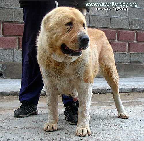 Uruncha | Central Asian Shepherd Dog 