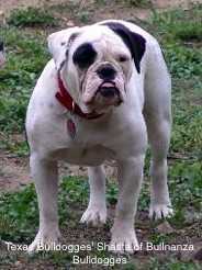 Texas Bulldogges' Shasta of Bullnanza Bulldogges | Olde English Bulldogge 