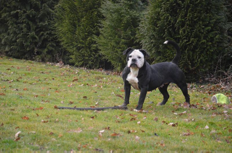 Backstreedbulls Broadway | Olde English Bulldogge 