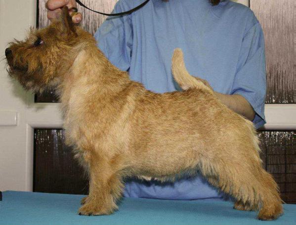 ?????? s ?????? ?????? | Norwich Terrier 