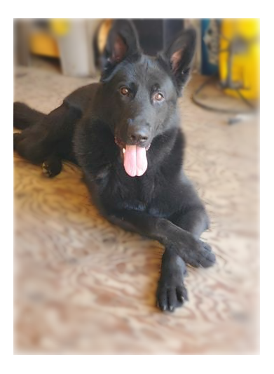 VomKeleran's Bugatti | German Shepherd Dog 