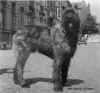 Soprano de la Thudinie | Bouvier des Flandres 