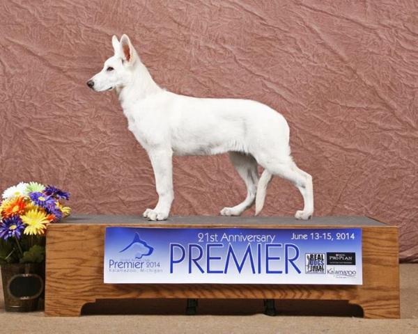 Forever Shylo's Sky Beli Andjeo | White Swiss Shepherd Dog 