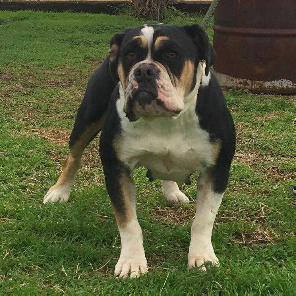 Rockin R's Karma | Olde English Bulldogge 