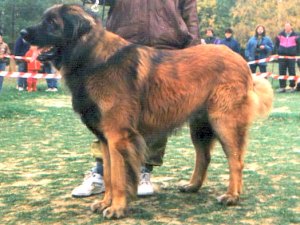 Gvendy Zrucska Blata | Leonberger 