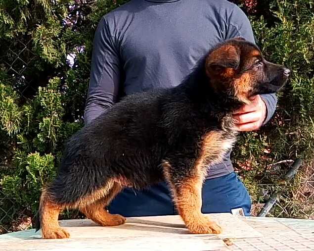 Julius de Murvican | German Shepherd Dog 
