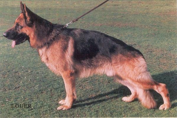 Eiko di Castel Ruggero | German Shepherd Dog 